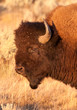 Bison Bull
