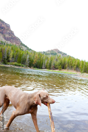 Photo: Dog and Water Dog and Water