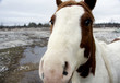 Curious Horse