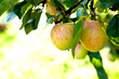 Apple tree