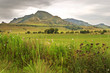 Free State hills with cosmos flowers in foreground Free State hills with cosmos flowers in foreground