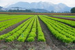 plantation de salades