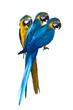 tree parrot on white isolation