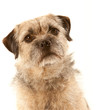 Border Terrier portrait with eye contact