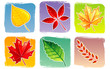 Autumn leafs Autumn leafs