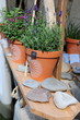 Lavendel im Tontopf mit Steinen