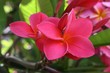 Wachsblume plumeria rubra auf Gran Canaria