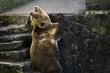 brown bear roaring