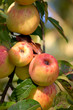 A photo of taste and beautiful apples