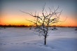 Beautiful winter sunset with a tree in the snow Beautiful winter sunset with a tree in the snow