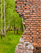 old brick wall and birch forest