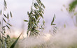 oat