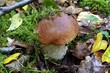 forêt