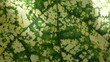 nervures de plante