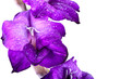 Beautiful Gladiola Flower - completely isolated on white