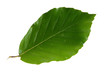 Leaf