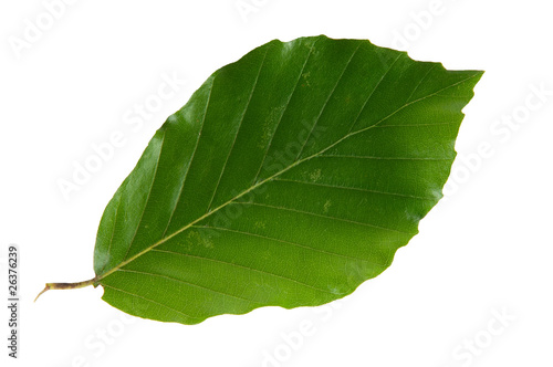 Photo: Leaf Leaf