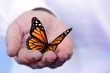 Foto: butterfly holding in hand butterfly holding in hand