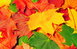 Bright colourful leaves of a maple Bright colourful leaves of a maple