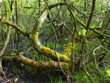 A photo of wild and dark sump forest wilderness