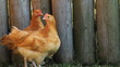 Road Island Red hens in barnyard Road Island Red hens in barnyard