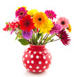 Dahlia und Gerber Blumen