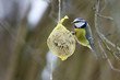 Foto: Blaumeise Blaumeise
