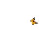 Video: Butterfly animation loop (includes alpha) Butterfly animation loop (includes alpha)