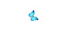 Video: Fine butterfly flying around and landing. Includes Alpha. Fine butterfly flying around and landing. Includes Alpha.