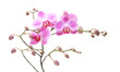 pink stripy phalaenopsis orchid isolated on white pink stripy phalaenopsis orchid isolated on white