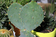 cactus en pot