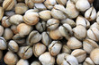 coques de mer