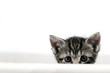 Katze im Wäschekorb