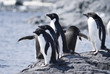 Photo: Adelie Penguin Colony Adelie Penguin Colony