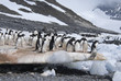 Photo: Penguin Colony Penguin Colony