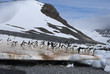 Photo: Adelie Penguin Colony Adelie Penguin Colony
