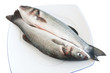 two sea bass - due spigole two sea bass - due spigole
