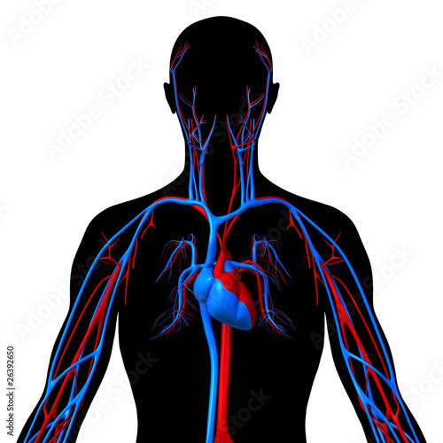 human circulatory system images. human circulatory system