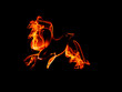 phoenix, symbolizing rebirth, immortality, renewal phoenix, symbolizing rebirth, immortality, renewal