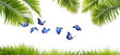 Magnifiques papillons exotiques bleus dans un écrin de verdure