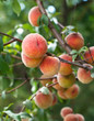 Peaches on the tree
