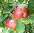 Apples on the tree