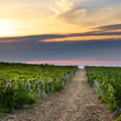 Landscape of vineyard Landscape of vineyard