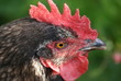 POULETTE