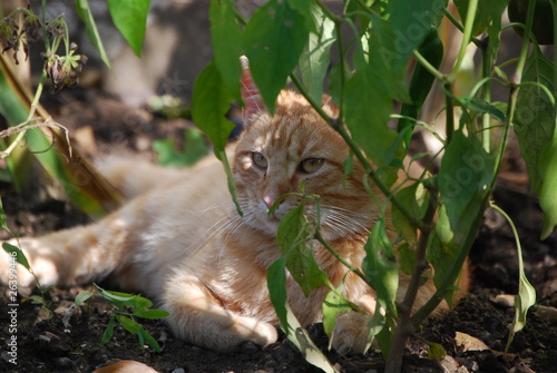 Foto: Kater im Garten Kater im Garten