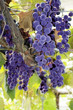 red grape