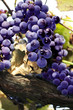red grape cluster