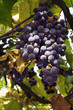 grape cluster
