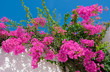Beautiful pink flowers against the sky. Background.