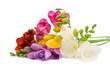 Blooming Freesia. Blooming Freesia.